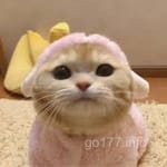 Avatar of Aftab Qureshi